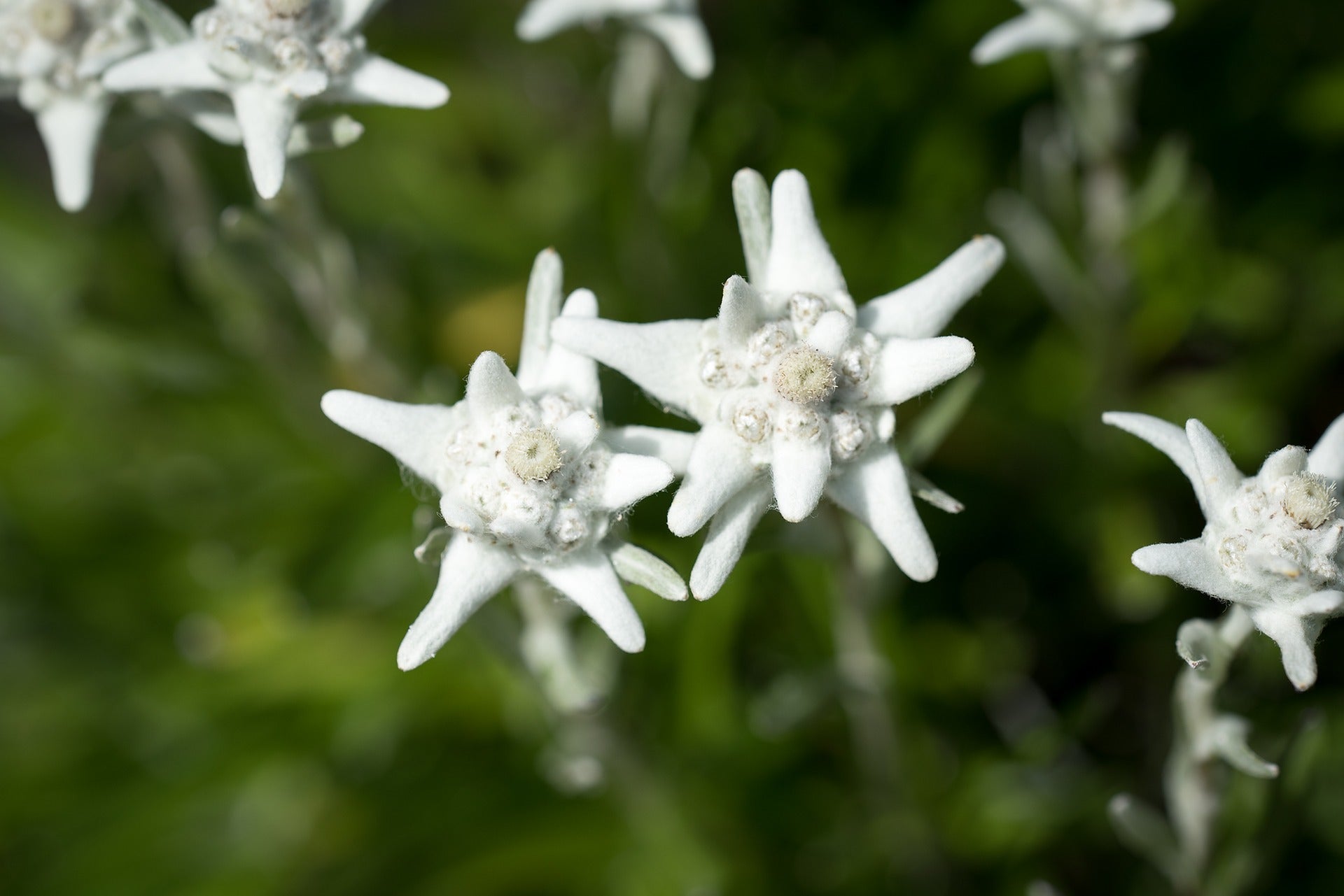 Our 'not-so-secret' ingredient: The almighty Edelweiss Flower